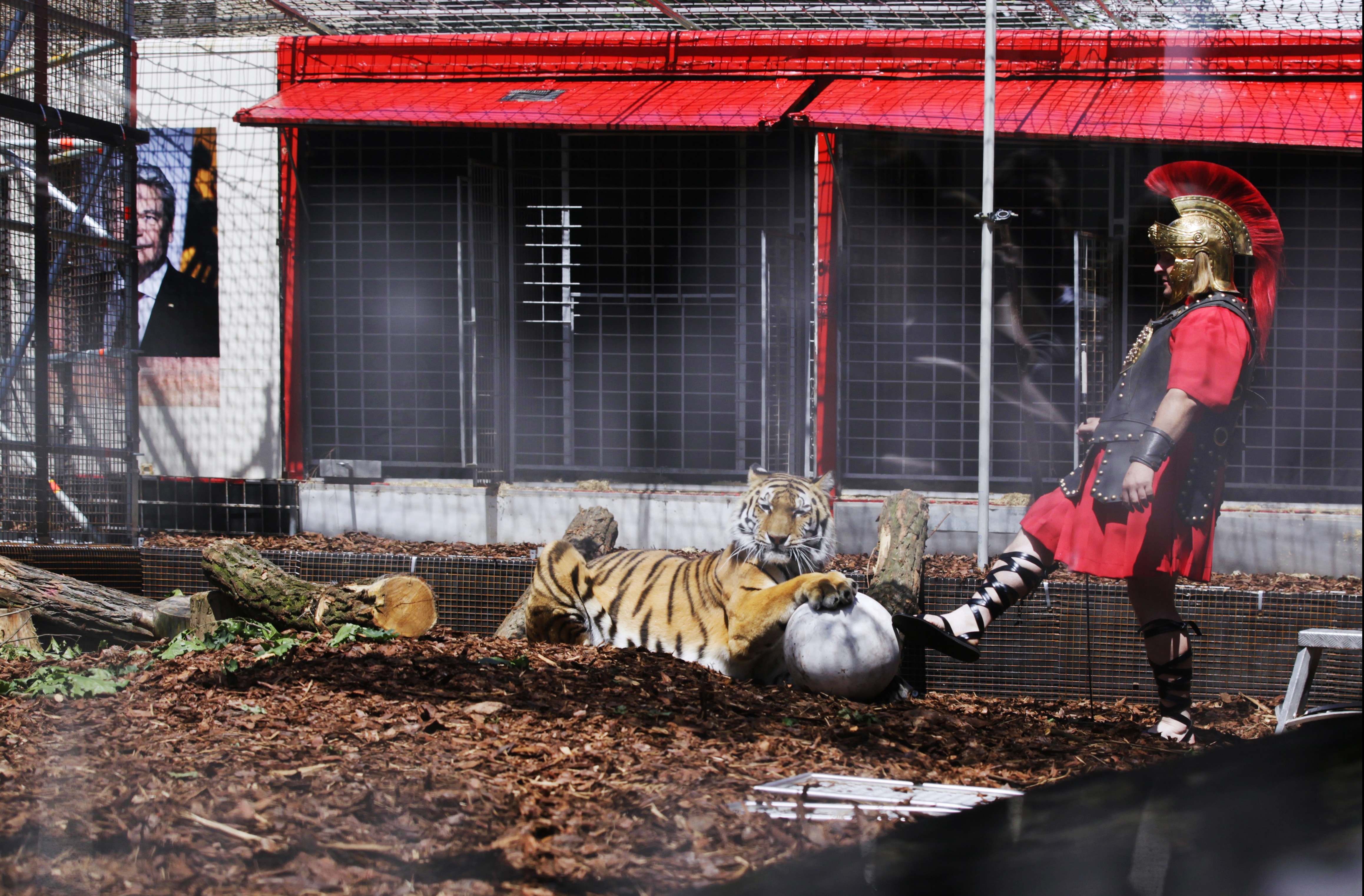 Römische Zustände: Friss den Flüchtling, Tiger! – Foto: Ute Langkafel